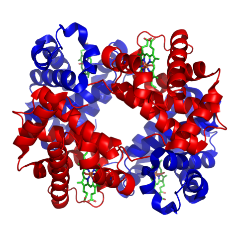 File:1GZX Haemoglobin.png