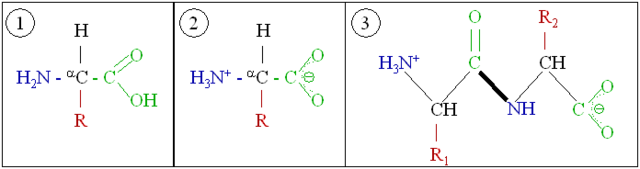 File:Amino acids 1.png