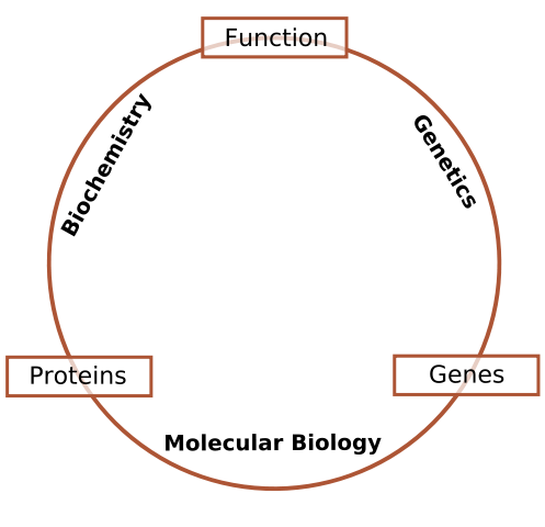 File:Schematic relationship between biochemistry, genetics and molecular biology.svg