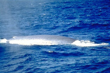 File:Bl-10 blue.jpg