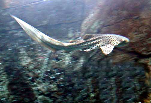 File:Stegostoma fasciatum by NPS.jpg