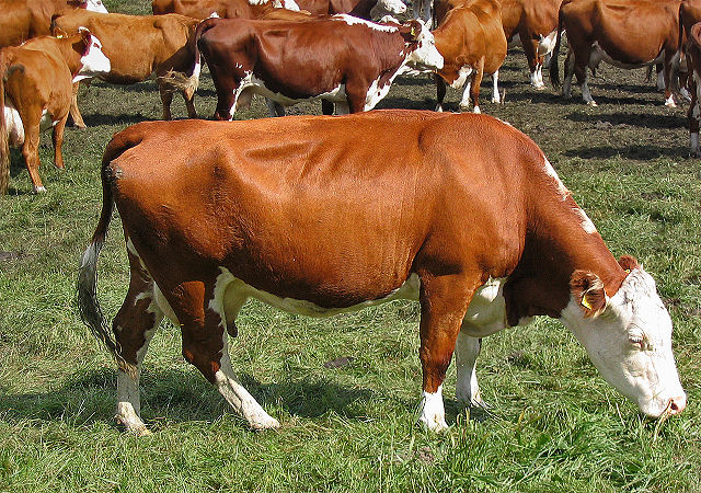 File:Rotbuntes Rind.jpg