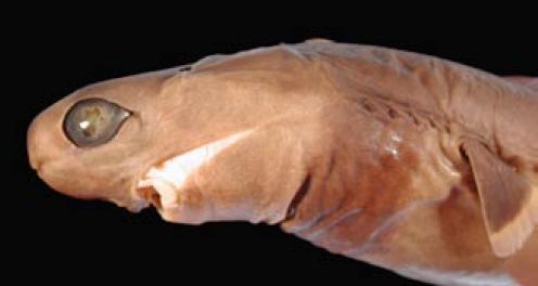 File:Cookiecutter shark head.jpg