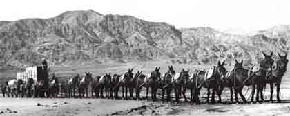 File:20 Mule Team in Death Valley.jpg