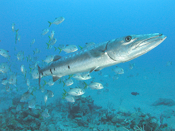 File:3875 aquaimages.jpg