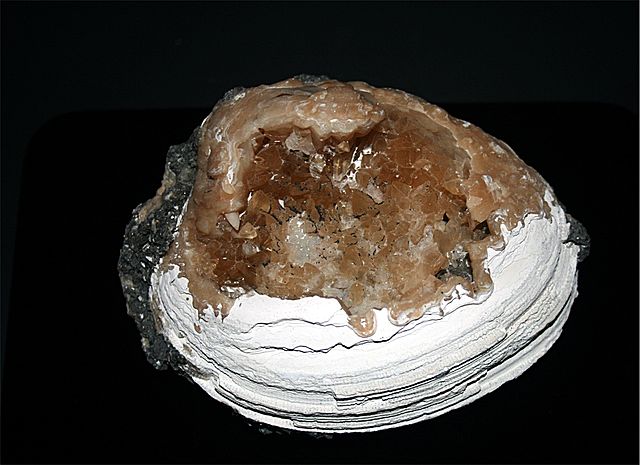 File:A fossil shell with calcite.jpg