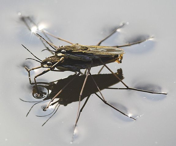 File:Wasserläufer bei der Paarung crop.jpg