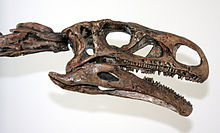 Side view of a skull and the anterior part of the neck. The skull is rectangular, nearly three times as long as it is high, with an almost rectangular lateral temporal foramen at the back. The large, round orbit (eye socket), the sub-triangular antorbital fenestra and the oval naris are of almost equal size. The lower jaw is shallow, and has a large process extending far behind the jaw joint. The teeth are small and form long rows.