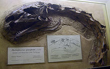 Photograph of the skull in side view, with a partial neck composed of seven vertebrae extending from it, seemingly articulated. However, the vertebrae are at a right angle, i.e. their neural spines point to what is to the left for the skull. Among each other they are articulated, forming a 110° curve, which the cervical ribs follow. Next to the fossil are explanatory signs, including a schematic drawing showing the skull openings and giving their names. The name shown is Plateosaurus quenstedti, a junior synonym of P. engelhardti.