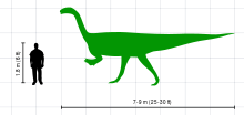 A silhouette drawing of Plateosaurus in lateral view, and a human male. The dinosaur is depicted as a biped. The 1.8 m tall (6 ft) human does not reach hip height of Plateosaurus.