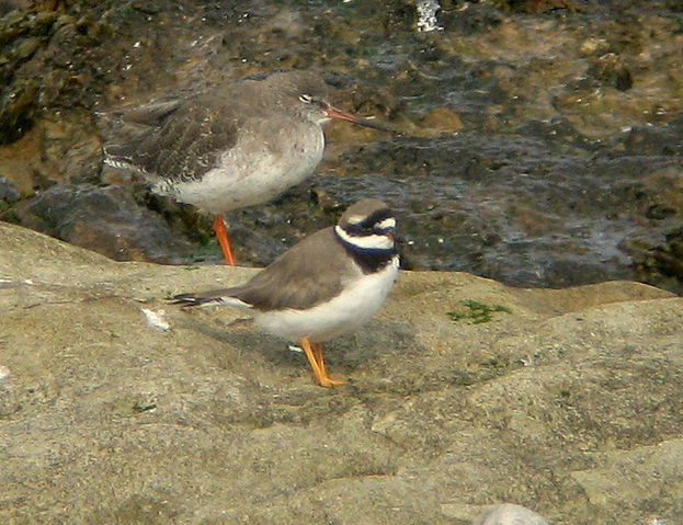 File:Charadrius hiaticula2.jpg