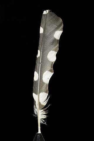 File:Feather of 'Dendrocopos major' (Great Spotted Woodpecker).jpg