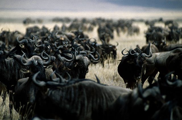 File:Wilderbeest.jpg