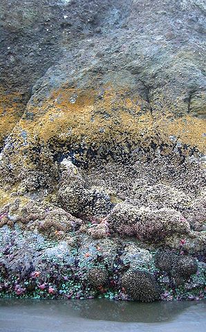 File:Intertide zonation at Kalaloch.jpg