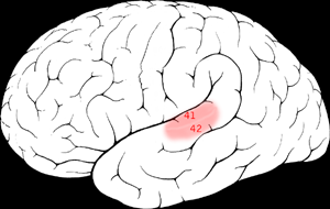 File:Brodmann 41 42.png