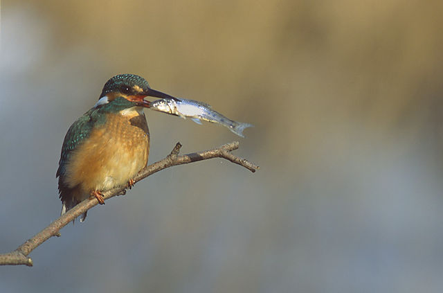 File:Alcedo atthis 2 (Marek Szczepanek).jpg