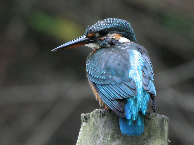 File:Common Kingfisher I IMG 8014.jpg