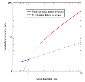 A log-log plot of conduction velocity (m/s) vs axon diameter (&mu;m).