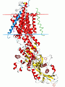 Cartoon diagram of the sodium&ndash;potassium pump drawn vertically imbedded in a schematic diagram of a lipid bilayer represented by two parallel horizontal lines. The portion of the protein that is imbedded in the lipid bilayer is composed largely of anti-parallel beta sheets.  There is also a large intracellular domain of the protein with a mixed alpha-helix/beta-sheet structure.