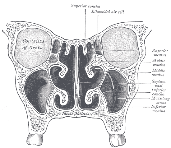 File:Gray859.png