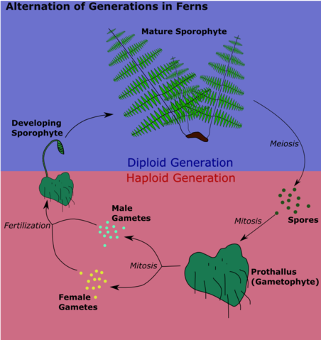 File:Alternation of generations in ferns.png