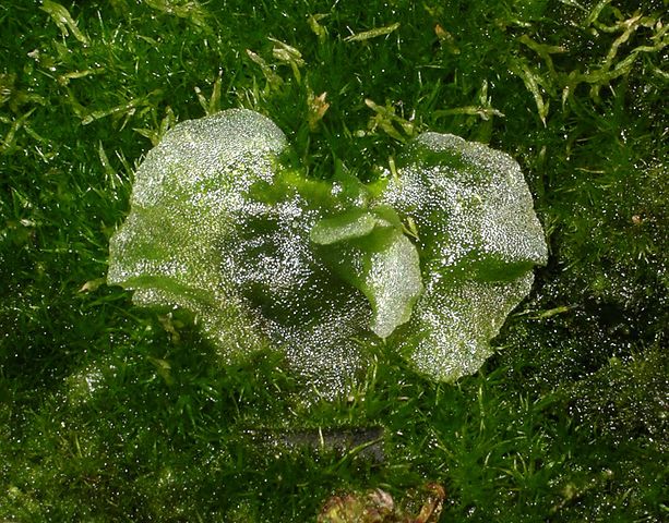 File:Dixonia prothallus.jpg