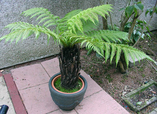 File:Dicksonia antarctica Cultivated GardenEngland.jpg