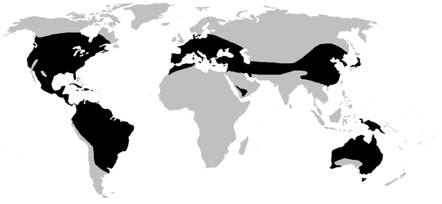 File:Hylidae distrib.PNG