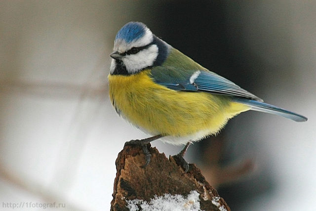 File:Parus caeruleus 1fotograf ru.jpg