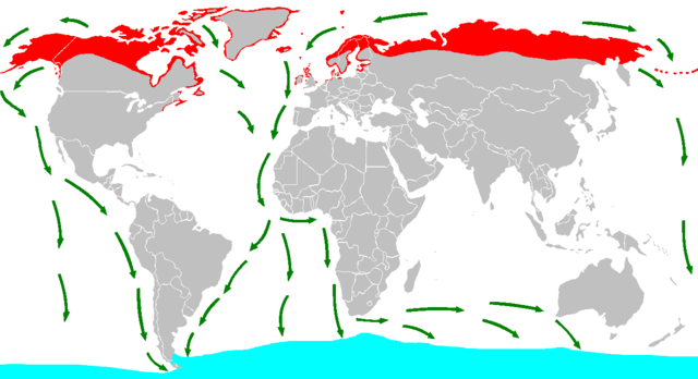 File:Sterna paradisaea distr mig.png