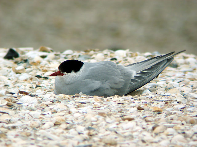 File:Kuestenseeschwalbe-Kniepsand.jpg