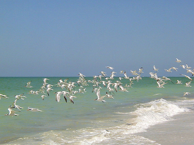 File:Captiva terns2.jpg