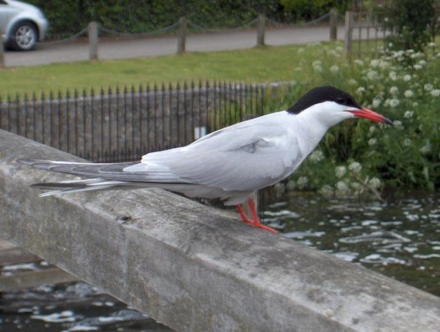 File:Tern-KayEss-2.jpeg