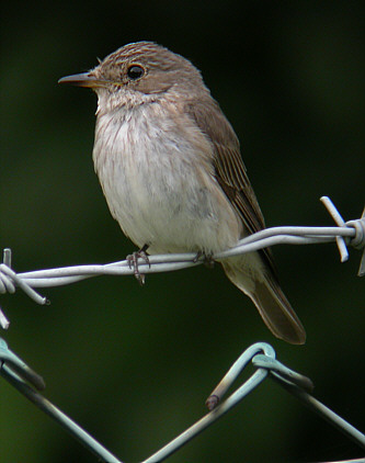 File:SpottedFlycatcheronfence.jpg