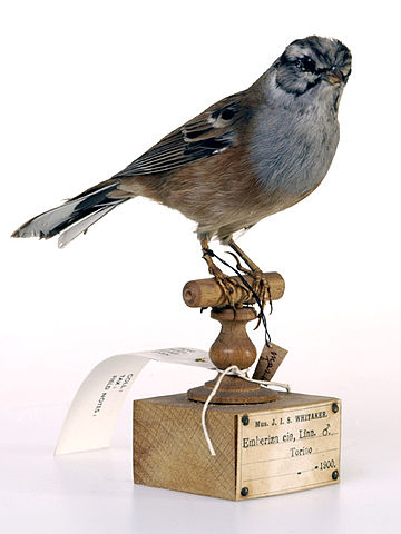 File:Rock Bunting.jpeg