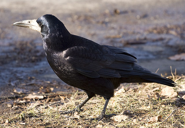 File:Corvus frugilegus 2.jpg