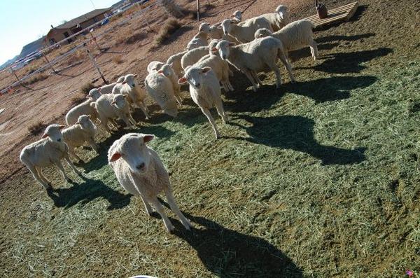 File:Navajo Sheep.jpg