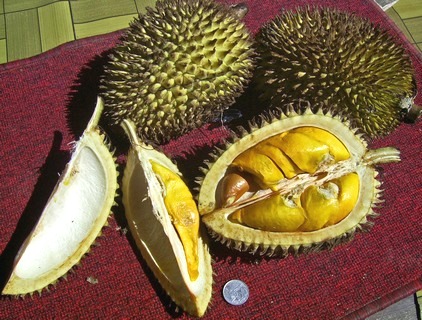 File:Durio kutej F 070203 ime.jpg