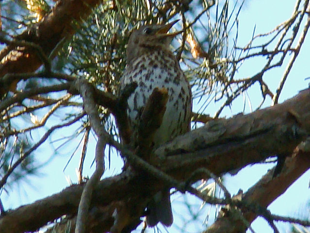 File:Song Thrush-Mindaugas Urbonas-3.jpg
