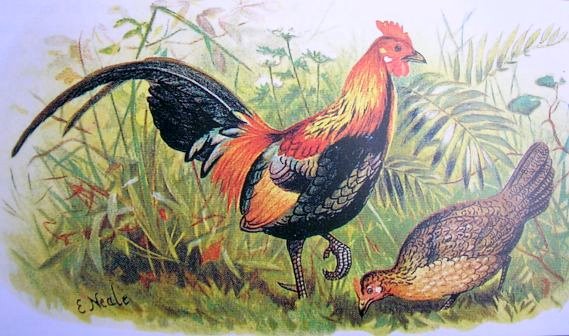 File:Red junglefowl hm.jpg