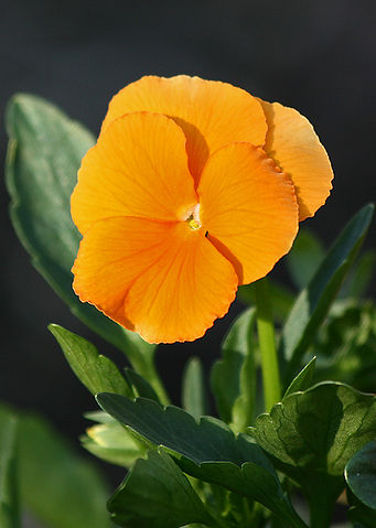 File:Viola x hybrida 'Clear Crystals Apricot', SC, Vic., 15.9.2007.jpg