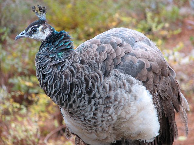 File:FemalePeacock 001.jpg