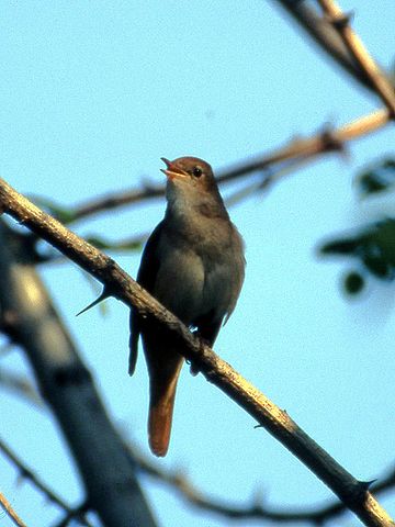 File:Luscinia megarhynchos Istria 01.jpg