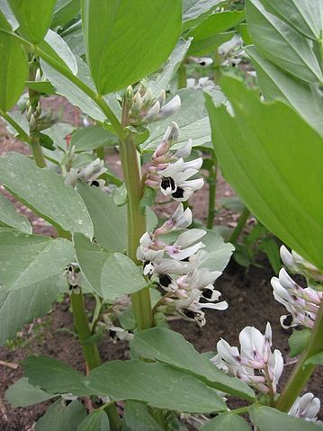 File:Tuinboon bontbloeiend.jpg