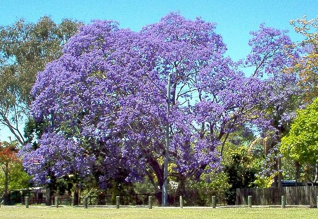 File:Jacarandatree.jpg