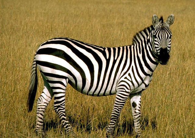 File:Grantszebra778.jpg