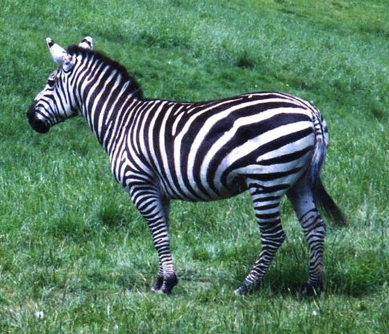 File:GrantsZebra2.jpg