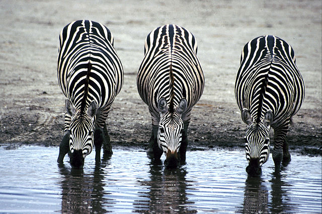 File:Three Zebras Drinking.jpg