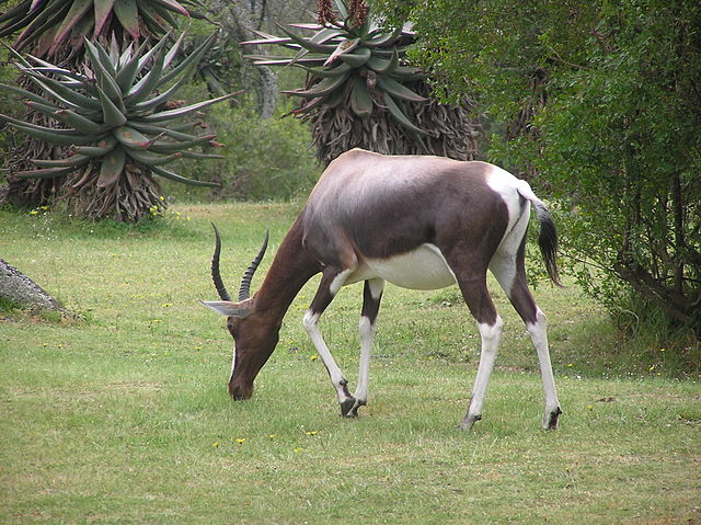 File:Bontebok PA020073 .JPG