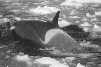 File:TypeC orca cape.JPG